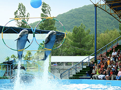 Дельфинарий